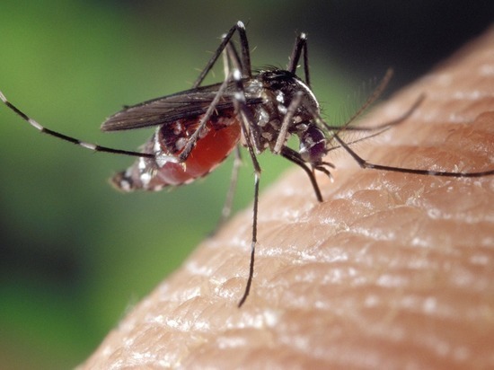 В Воронеже нашли объяснение нашествию комаров