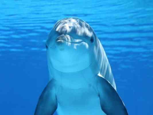 В Госдуме раскрыли причины гибели украинских "боевых дельфинов" в Крыму